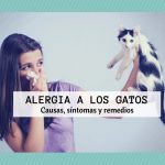 6-resoluciones-para-supervisar-una-alergia-al-gato-sostenga-a-su-gato