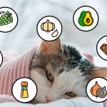 8-alimentos-peligrosos-para-gatos-dar-de-comer-a-tu-gato