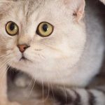 agobio-en-los-gatos-sus-origenes-y-sus-graves-secuelas-para-su-salud-tratar-a-su-gato