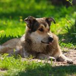 alerta-de-caniculo-5-consejos-para-proteger-a-su-perro-del-calor-mantenga-a-su-perro