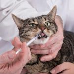 antibioticos-de-gato-lo-precisa-mi-animal-nutre-a-su-gato