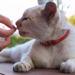 automedicacion-en-animales-atencion-de-riesgo-trata-a-su-gato