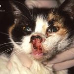 carcinoma-de-epidermoide-en-gatos-de-que-forma-resguardar-a-mi-gato-de-este-cancer-de-piel-trata-a-su-gato