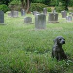 cementerio-de-animales-una-ultima-casa-perros