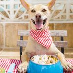 comida-industrial-consejos-para-elegirla-bien-alimentar-a-su-perro