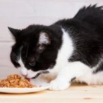 comida-mezclada-cuales-son-las-ventajas-para-mi-gato-nutre-a-su-gato