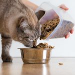 comida-para-gatos-precaucion-con-el-antropomorfismo-nutre-a-su-gato