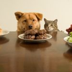 comida-para-perros-y-gatos-por-que-favorecer-lo-organico-en-sus-cuencos-alimenta-a-su-perro