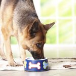 como-adaptar-la-dieta-de-su-perro-mayor-alimenta-a-su-perro