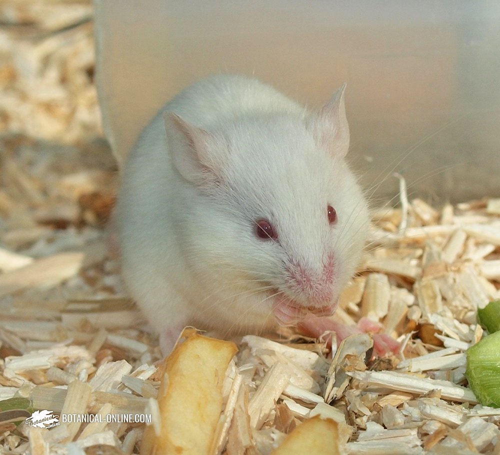 como-alimentar-a-un-raton-domestico-alimentando-a-un-raton-blanco