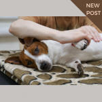 como-aprender-el-masaje-canino-ttouch-trata-a-su-perro