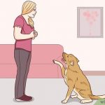 como-comunicarse-bien-con-su-perro-comprenda-a-su-perro