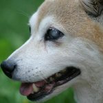 como-cuidar-a-un-perro-ciego-o-deficiente-visual-trata-a-su-perro