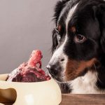 como-elegir-la-dieta-de-tu-perro-alimenta-a-su-perro