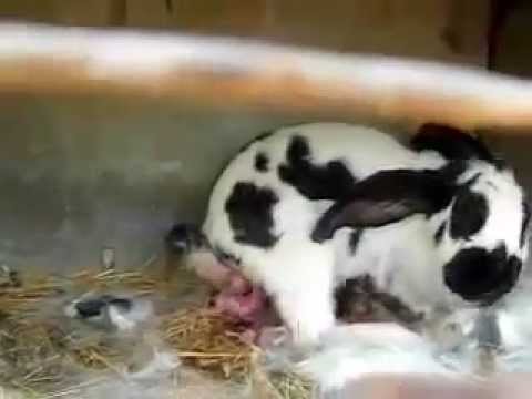 como-es-el-nacimiento-de-conejos-bebes
