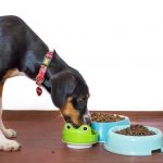 como-evitar-trastornos-digestivos-en-perros-trata-a-su-perro