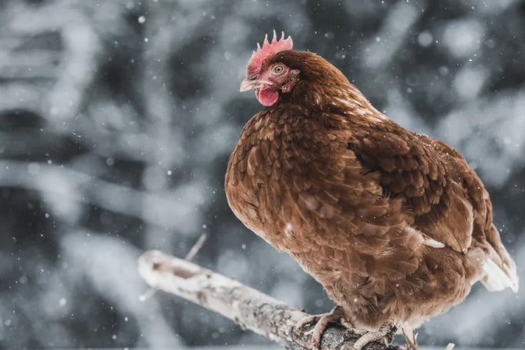 como-proteger-a-tus-pollos-en-invierno