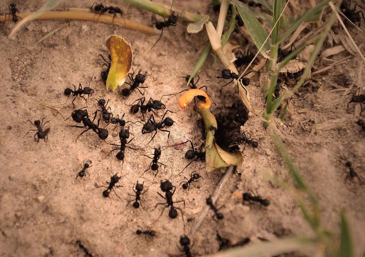 como-viven-las-hormigas-que-organizacion-tiene-el-hormiguero