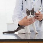 contencion-y-gato-enfermo-cuando-llevarlo-al-veterinario-trata-a-su-gato