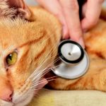 coronavirus-de-gato-es-mi-animal-bajo-riesgo-trata-a-su-gato
