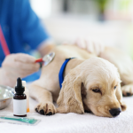 coronavirus-para-perros-como-proteger-a-mi-animal-y-puede-infectarme-trata-a-su-perro