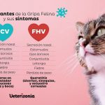 coryza-en-gatos-sintomas-prevencion-y-regimen-regimen-de-gatos