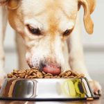 croquetas-sin-cereales-buena-o-mala-idea-para-alimentar-a-su-perro-alimenta-a-su-perro