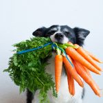 cuales-son-las-ventajas-de-la-zanahoria-para-el-perro-alimenta-a-su-perro