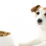 cuales-son-los-beneficios-de-los-alimentos-organicos-para-alimentar-a-perros-y-gatos-alimenta-a-su-perro