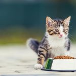 de-que-forma-mudar-la-dieta-de-un-gato-que-termina-de-ser-adoptado-nutre-a-su-gato