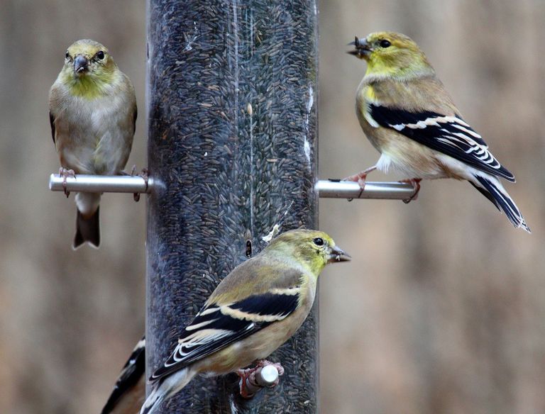 deberian-alimentarse-las-aves-en-invierno