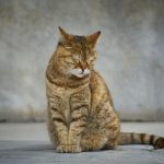 depresion-en-gatos-que-antidoto-entiende-a-su-gato