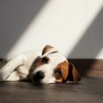 depresion-en-perros-entenderlo-para-tratarlo-mejor-comprender-a-su-perro