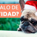 despues-de-navidad-los-cachorros-recibidos-como-regalos-ya-se-venden-en-internet-elija-a-su-perro