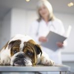 diabetes-canina-6-preguntas-sobre-el-perro-diabetico-curar-a-su-perro