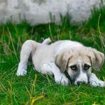 diabetes-del-perro-sintomas-prevencion-y-tratamiento-trate-a-su-perro