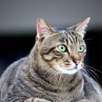 diabetes-en-gatos-causas-sintomas-y-regimen-regimen-de-gatos