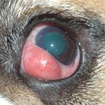 dislocacion-de-la-glandula-nictitante-en-perros-sintomas-y-tratamiento-cuidar-a-su-perro