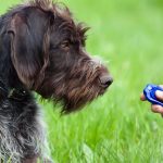 educar-a-su-perro-el-metodo-de-entrenamiento-de-clicker-educar-a-su-perro