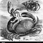 el-ermitano-bernard-ladron-de-conchas-crustaceos