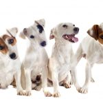 el-jack-russell-terrier-como-educarlo-y-hacerlo-feliz-educar-a-su-perro
