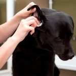 el-remedio-de-la-abuela-como-limpiar-las-orejas-de-mi-perro-de-forma-natural-trata-a-su-perro