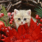 estas-5-plantas-navidenas-son-peligrosas-para-tu-gato-trata-a-su-gato