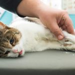 fiebre-del-gato-causas-sintomas-y-tratamientos-trate-a-su-gato