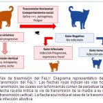 fiv-y-felv-comprender-todo-sobre-estos-virus-fatales-para-gatos-sanar-a-sus-gatos