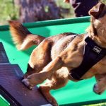 flyball-el-deporte-que-une-a-los-humanos-y-sus-perros-viajar-y-jugar-con-tu-perro