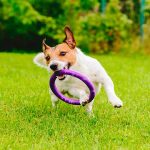 frisbee-del-juego-simple-con-su-perro-a-la-competencia-deportiva-voyager-y-juega-con-su-perro