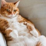 gato-con-sobrepeso-por-que-razon-deberia-dividir-sus-comidas-nutre-a-su-gato