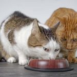 gato-y-comida-consejos-de-un-conductista-dar-de-comer-a-su-gato