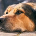 giardiosis-del-perro-como-evitar-y-tratar-esta-enfermedad-muy-contagiosa-trata-a-su-perro